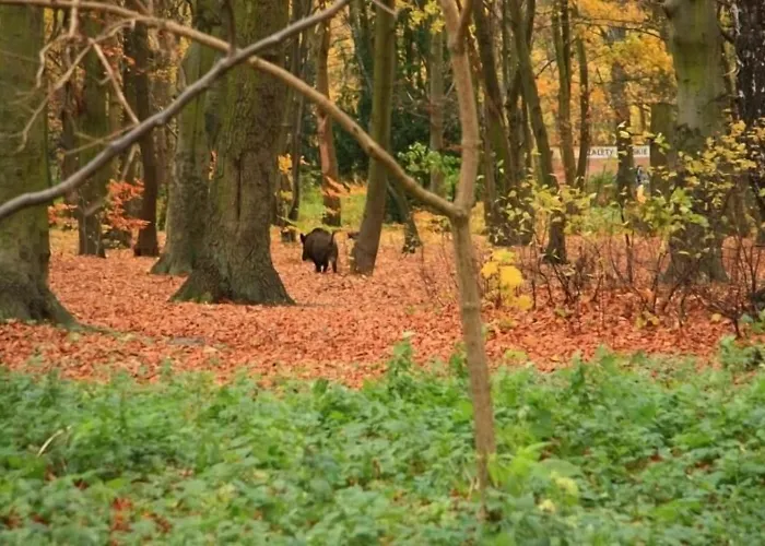 Park Maikuhle Kołobrzeg